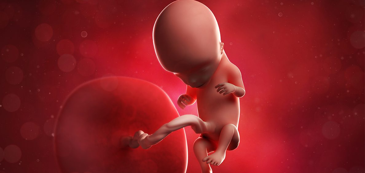How Developed Is A Baby At 12 Weeks Pregnant